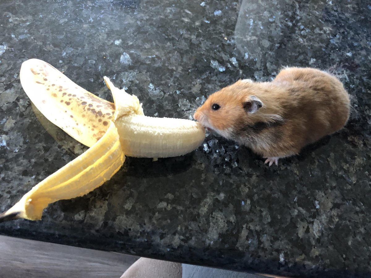 Хомяки на заставку