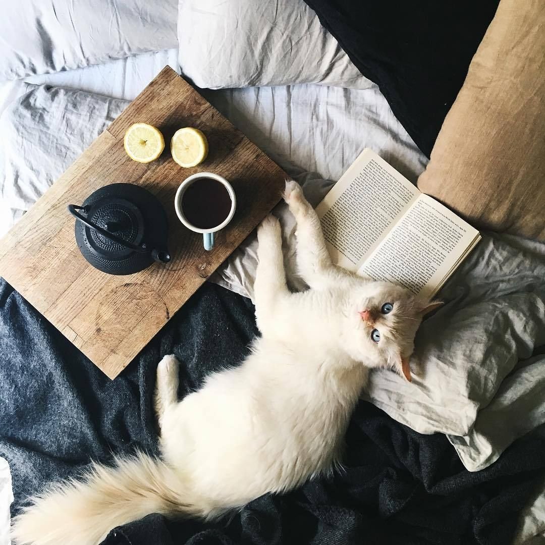 Котики Эстетика