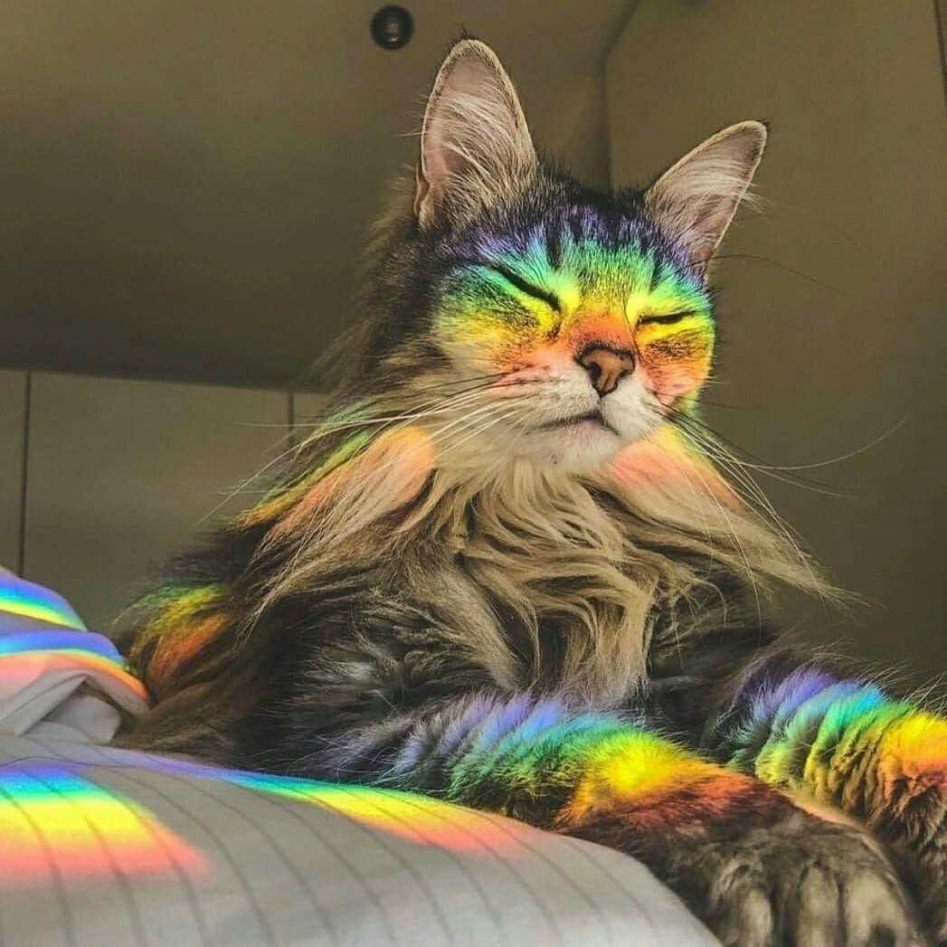 Котики Эстетика розовая