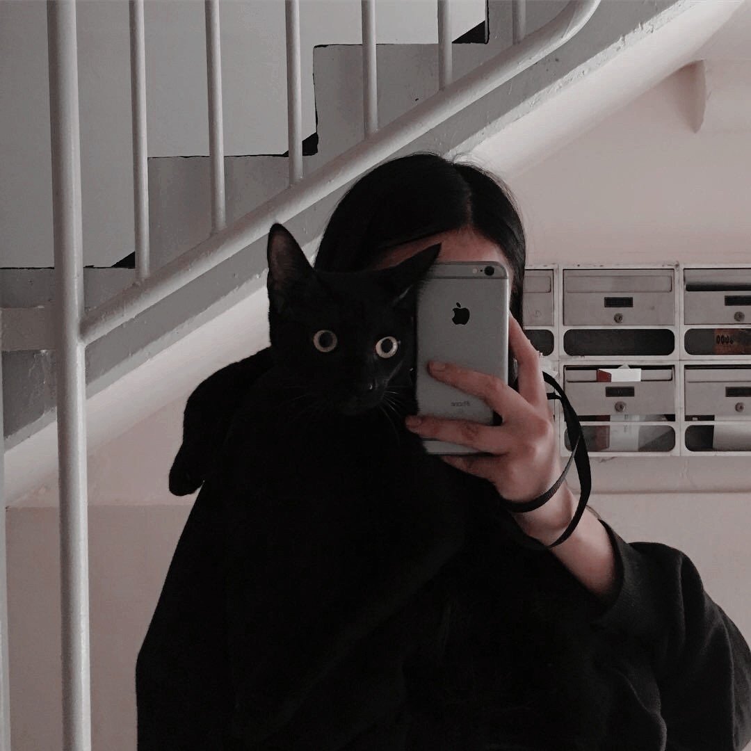 Аниме коты Эстетика