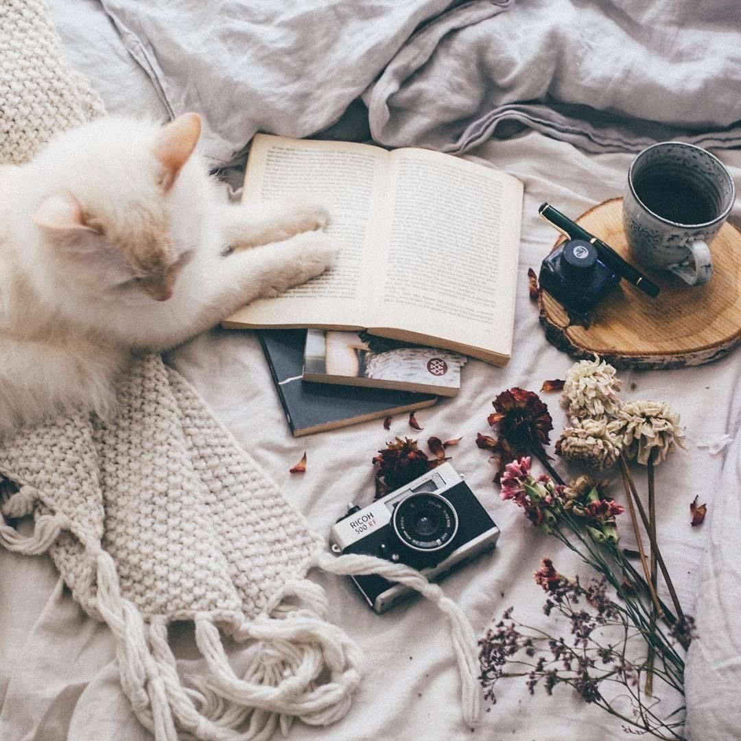 Кот плед уют