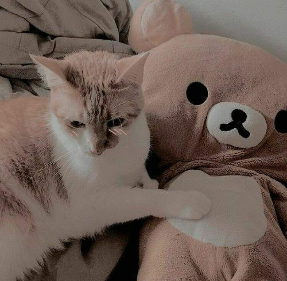 Эстетичные картинки котиков