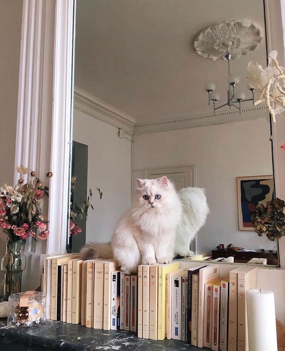 Котики Эстетика