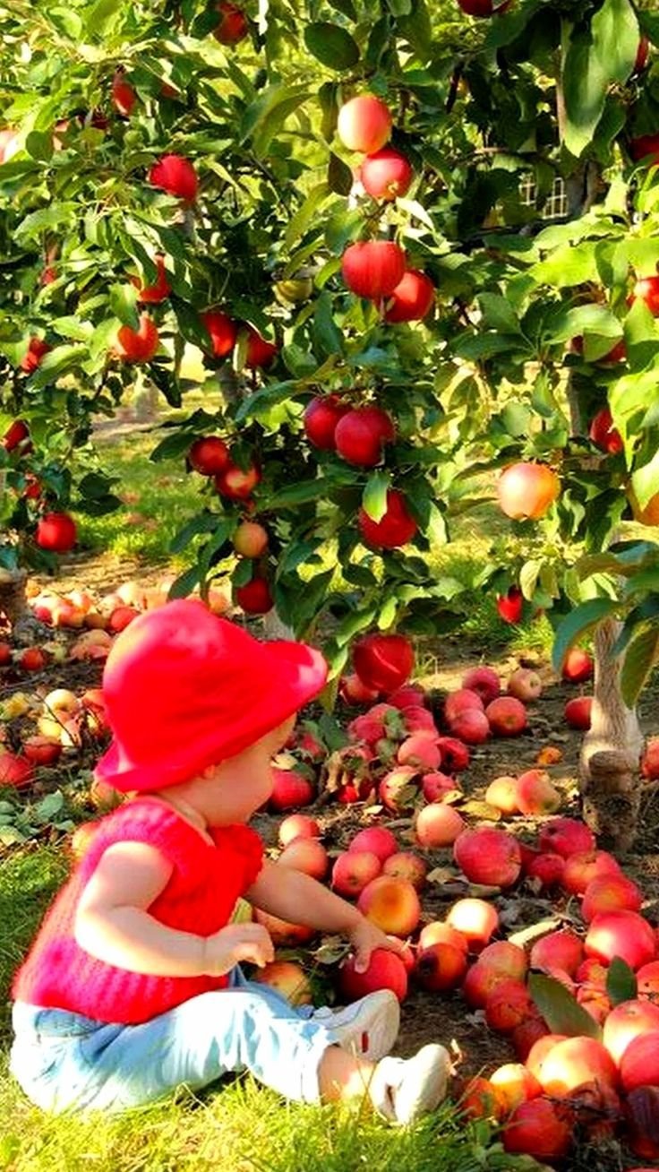 Девочка собирает фрукты