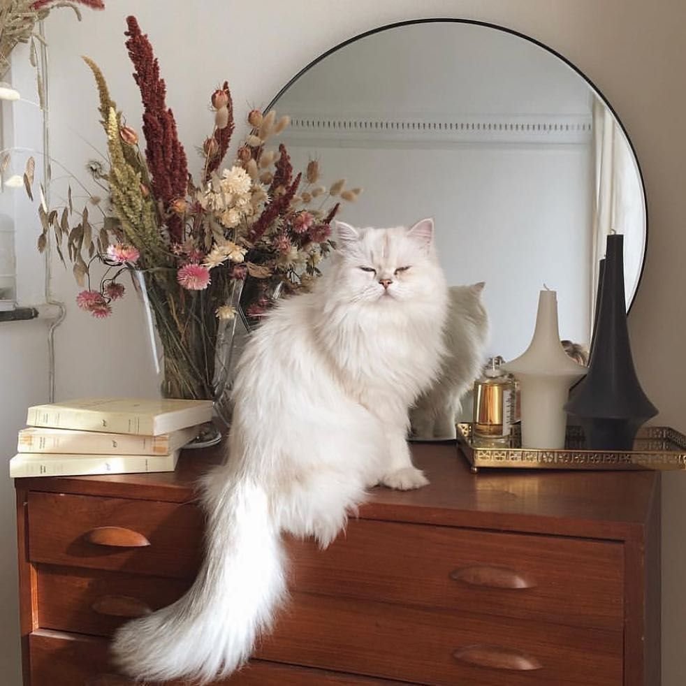 Кот Эстетика