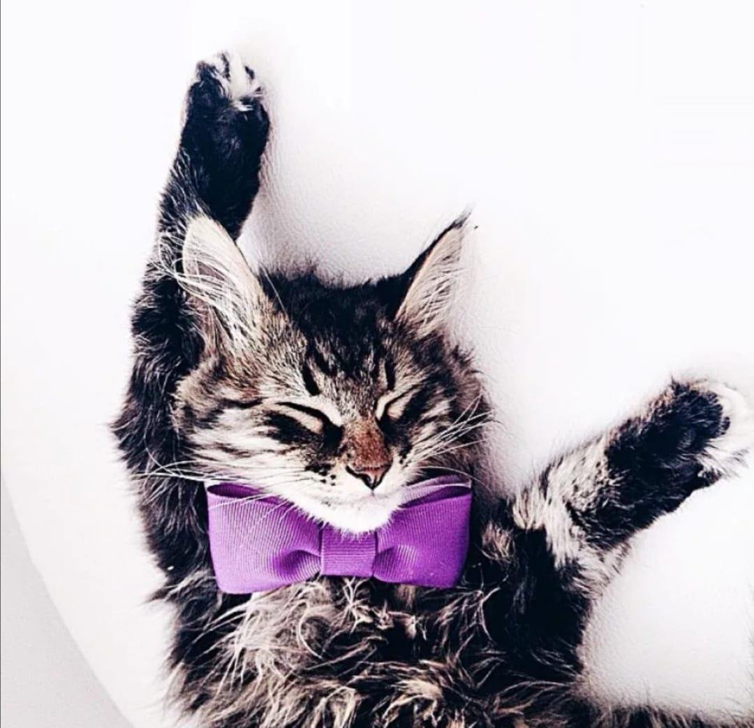 Коты для инстаграма