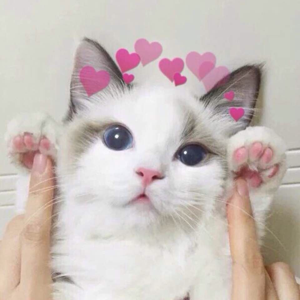 Котики Эстетика