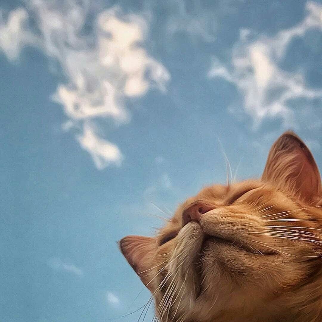 Котята Эстетика