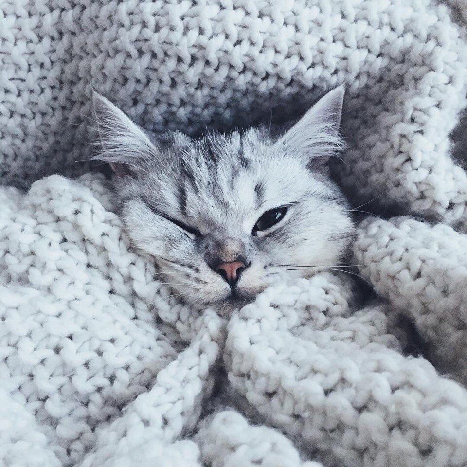 Котики Эстетика