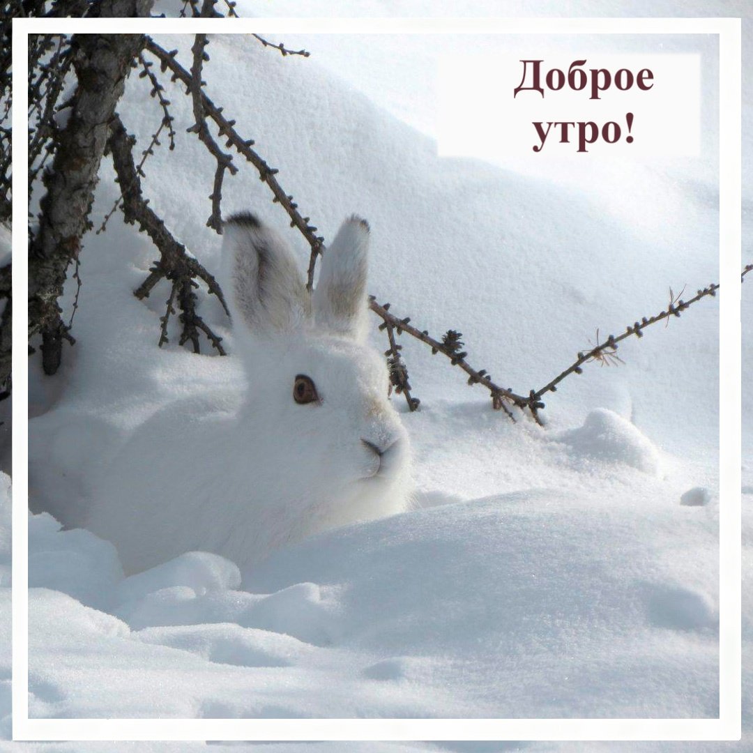 Американский заяц Беляк