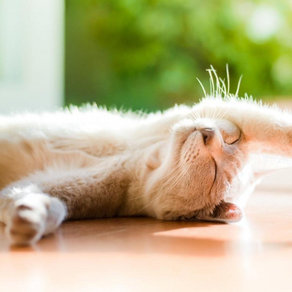 Доброе субботнее утро