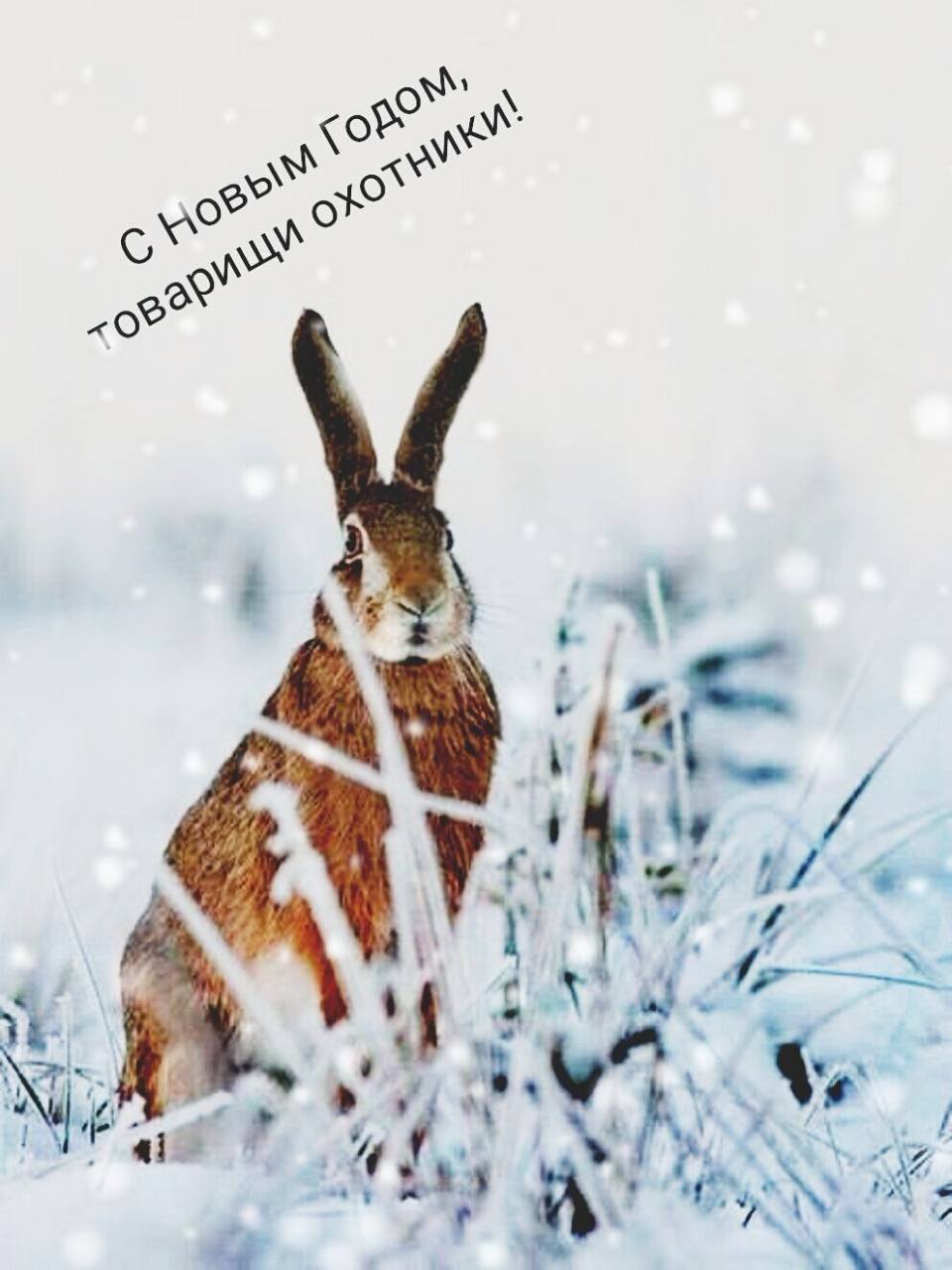 Заяц зимой