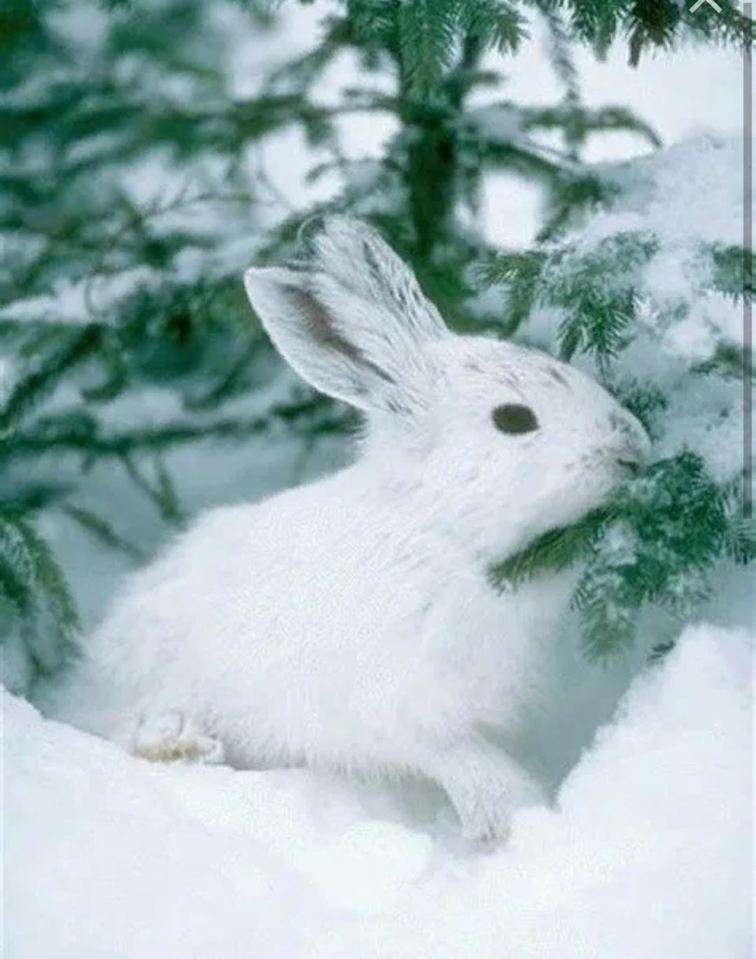 Заяц под елкой