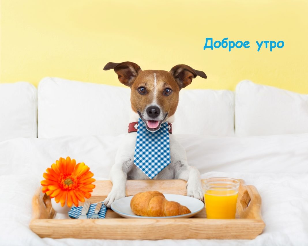 Открытки с добрым утром с собачками
