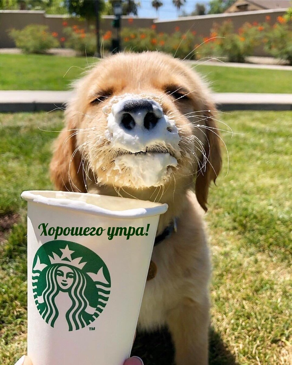 Доброе утро собаки