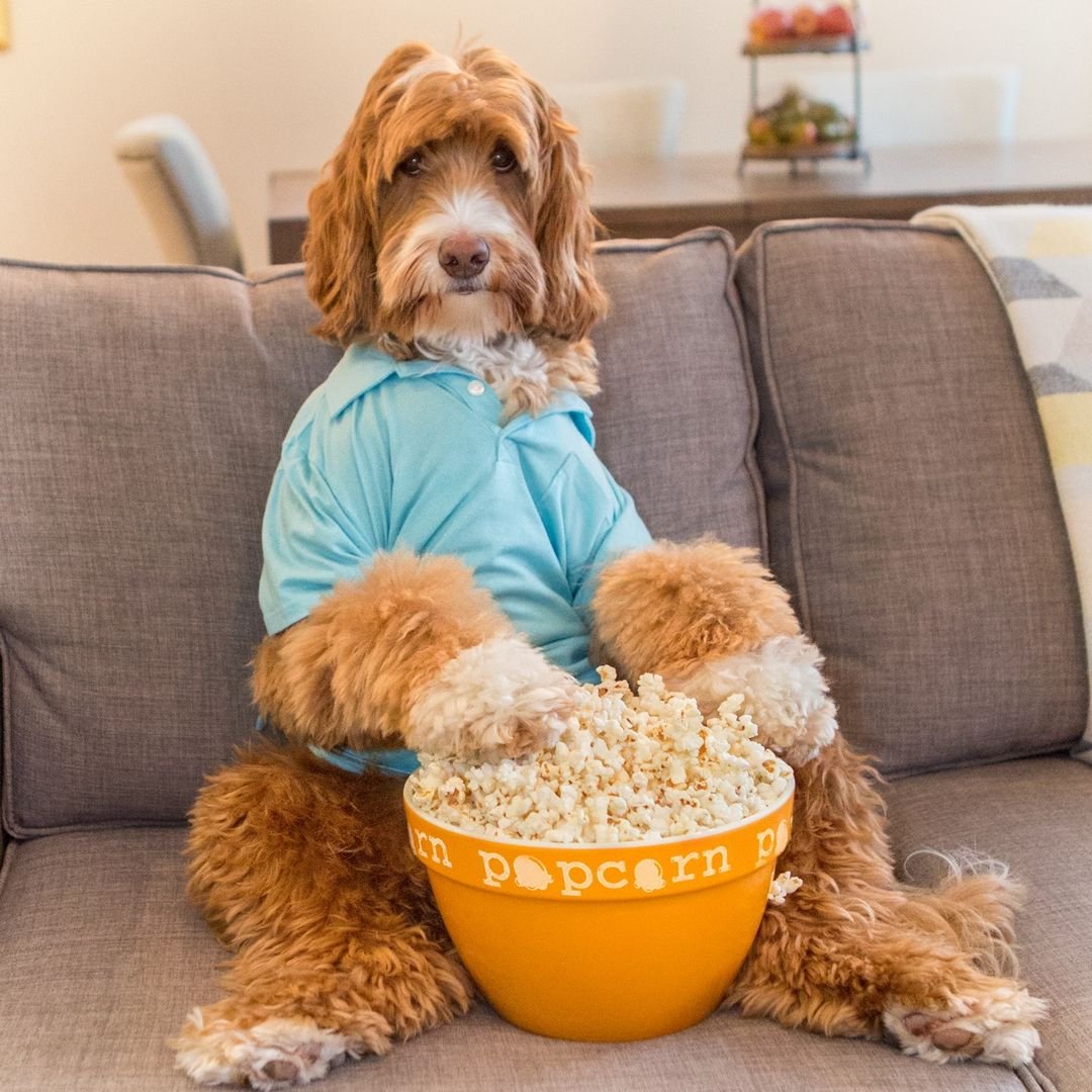 Смешной лабрадудль