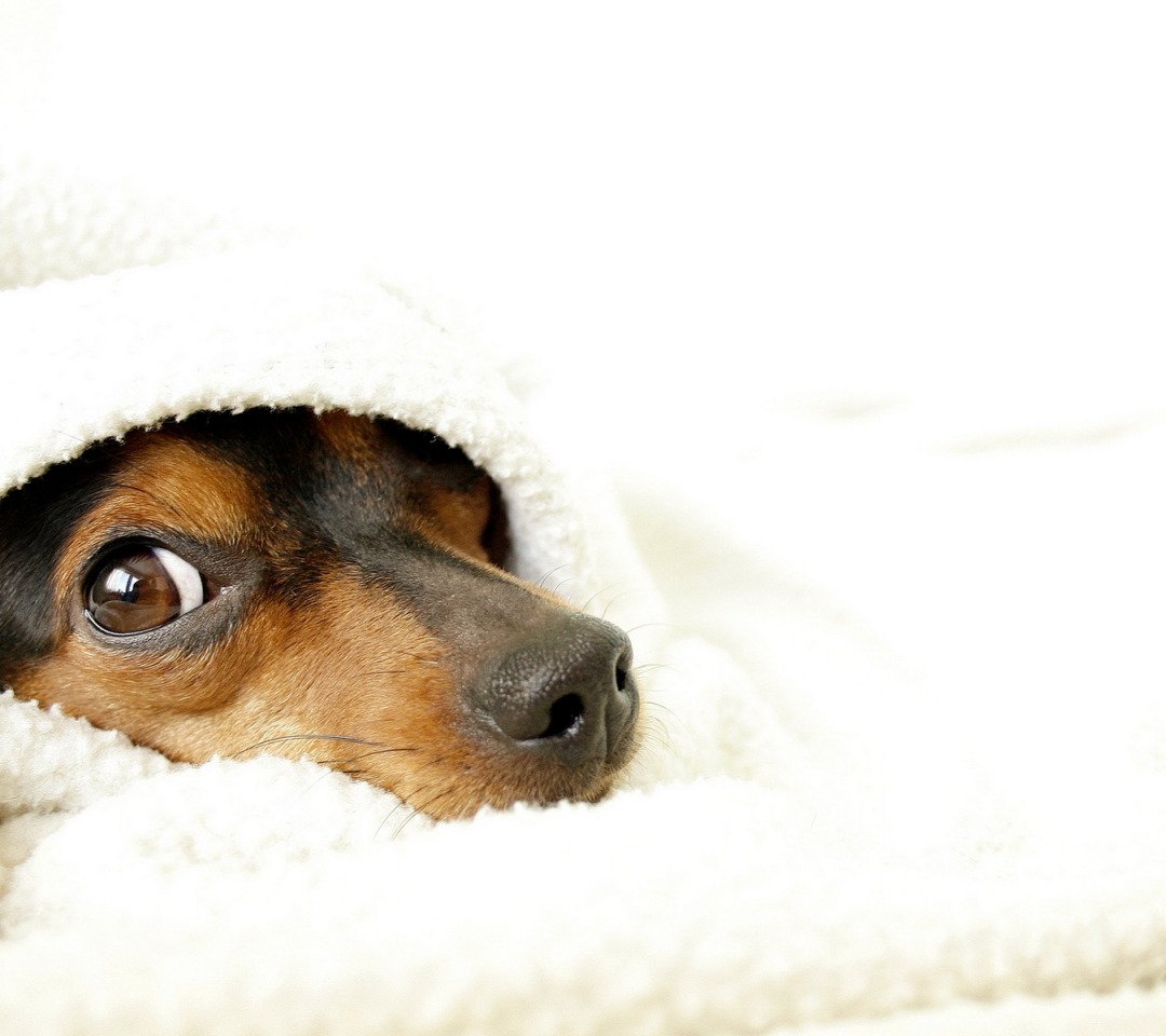 Одеялизировать с утра