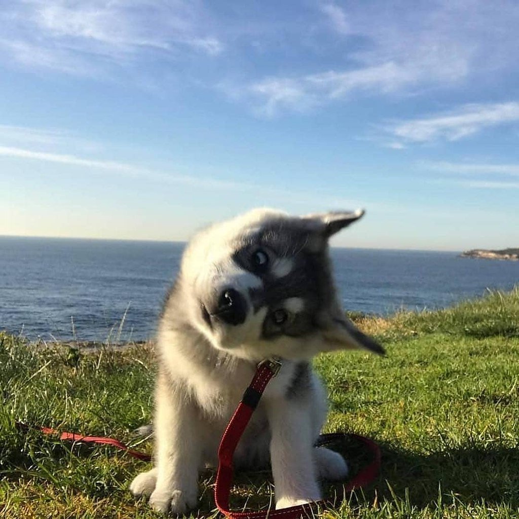 Спокойной ночи картинки прикольные