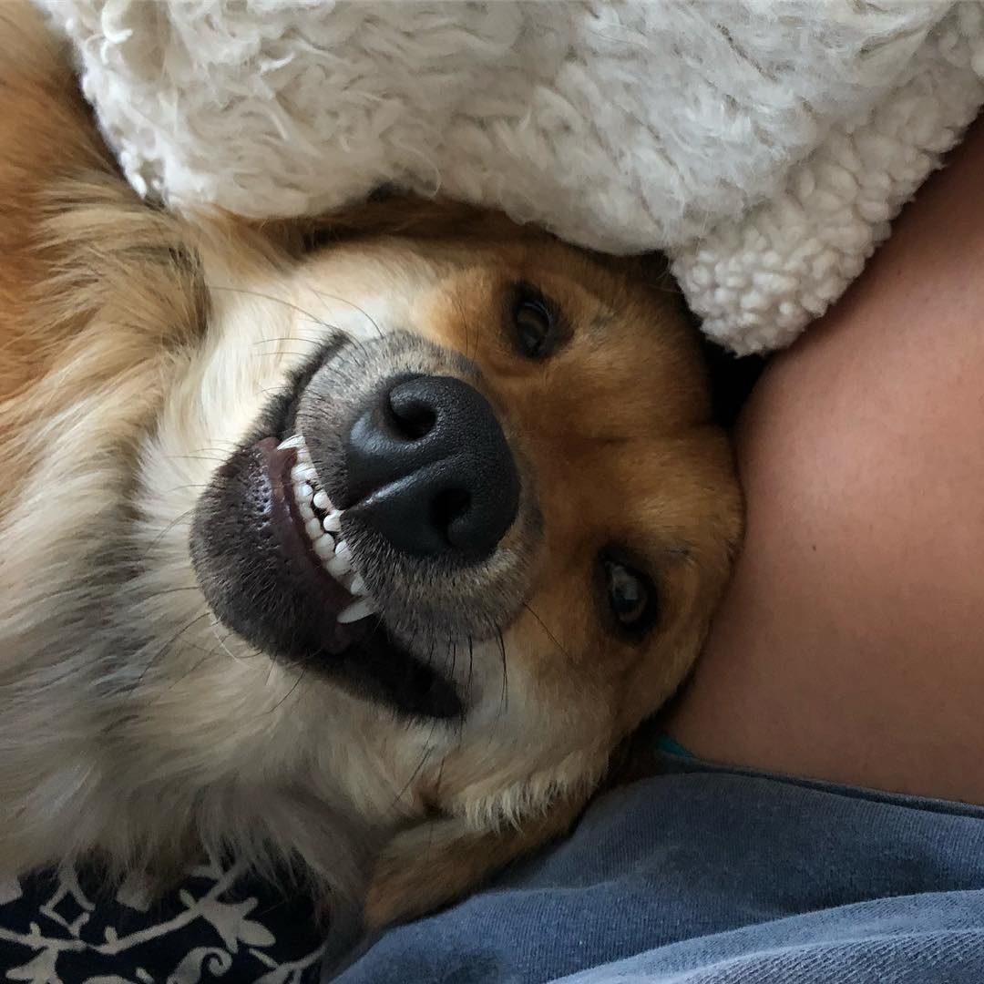 Позитивные собаки