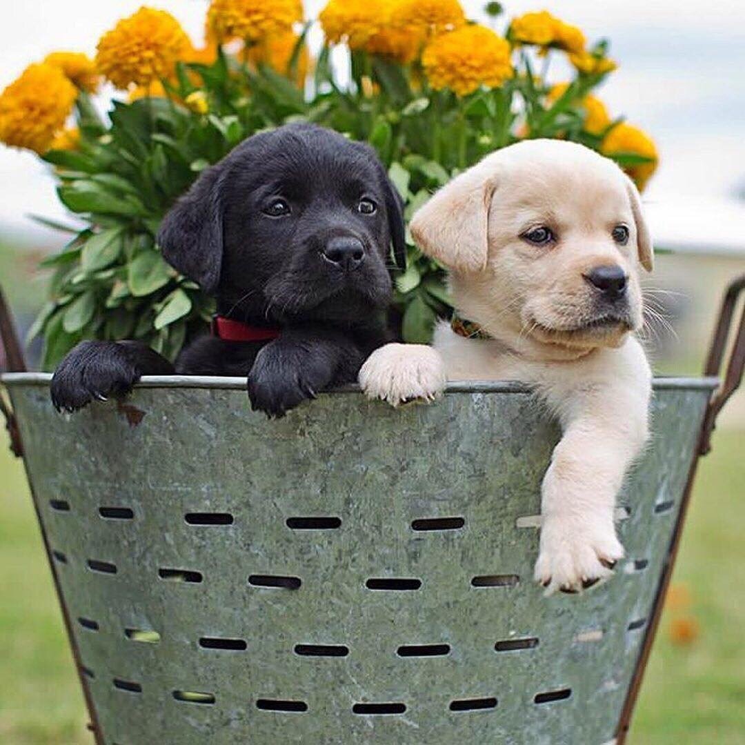 Собака улыбака Джек Рассел