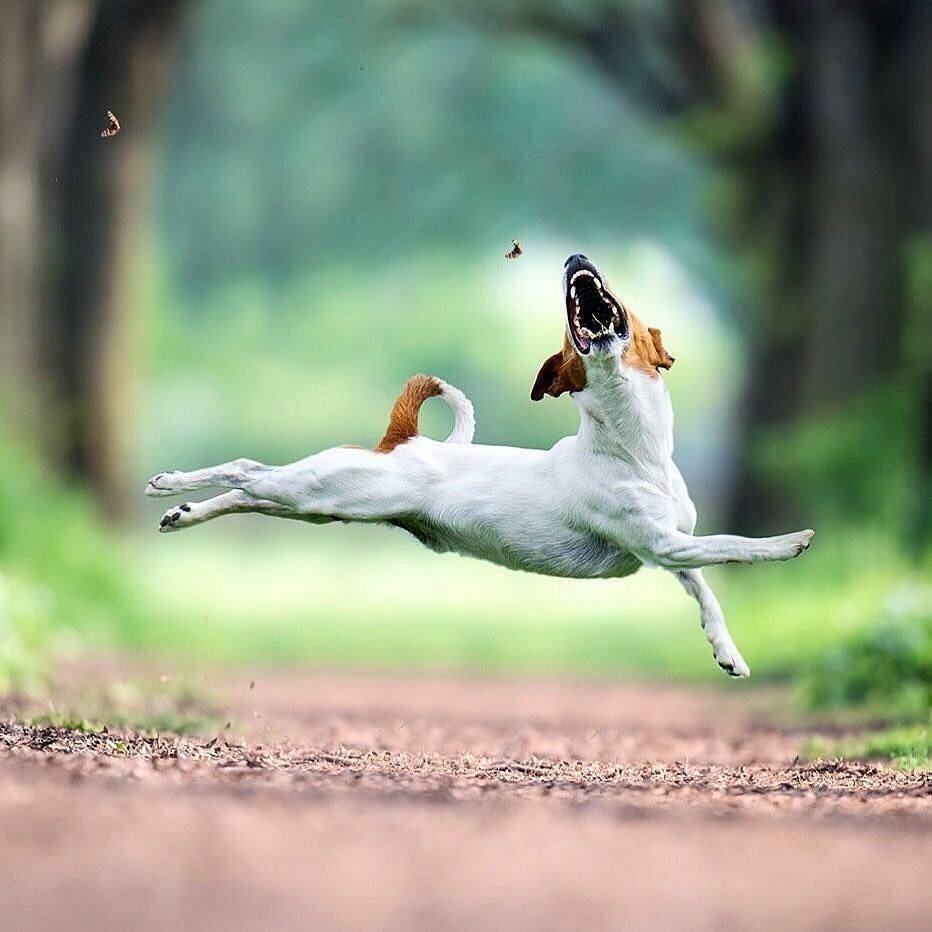 Собака в одежде осенью