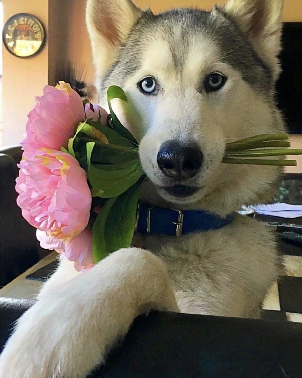 Иллюстрαтор Инга Измайлова