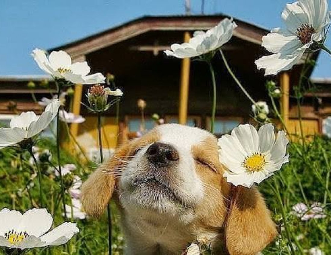 Художник Лорри Кайенна Lorri Kajenna