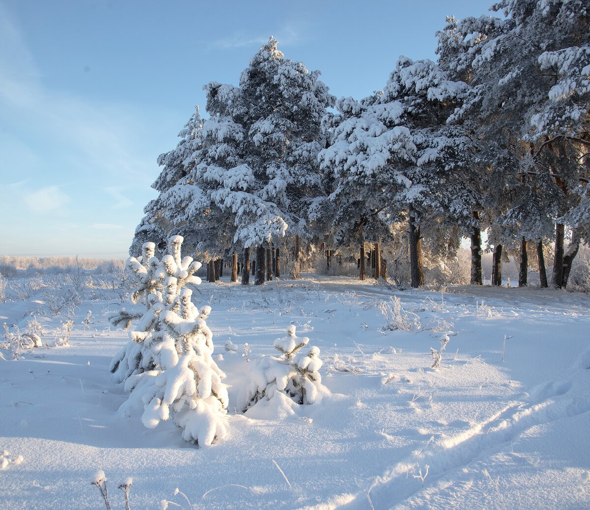 Панорама зимнего леса
