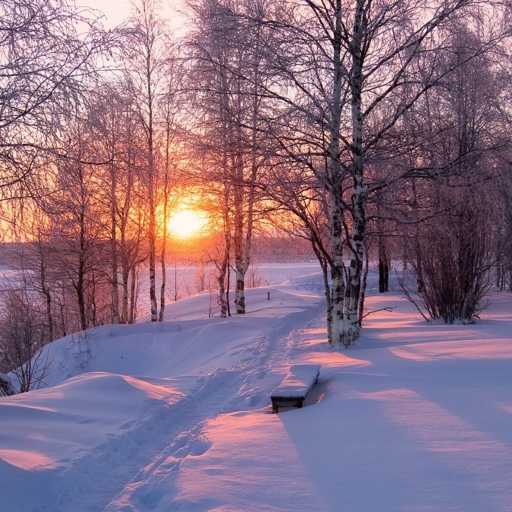 Зимний Солнечный лес
