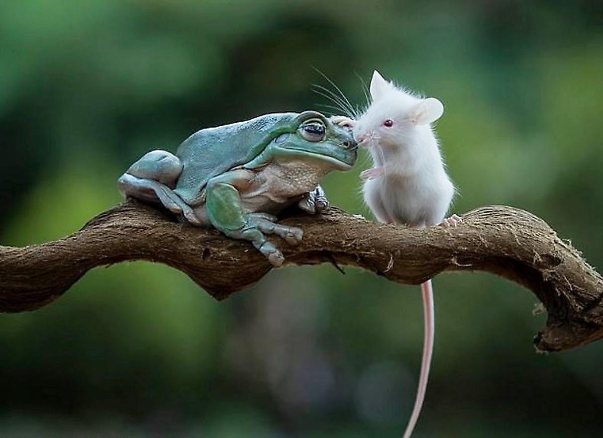 Мышка и лягушка