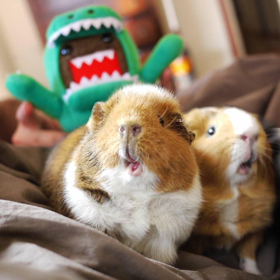 Акварельный скетч лягушка