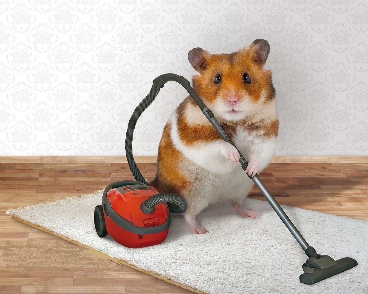 Лягушка на грибочке