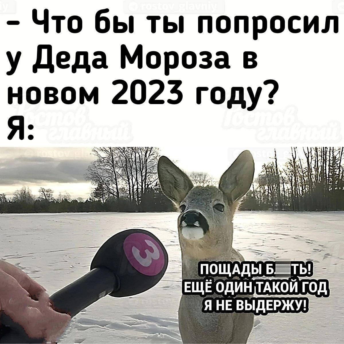 Корги демотиватор