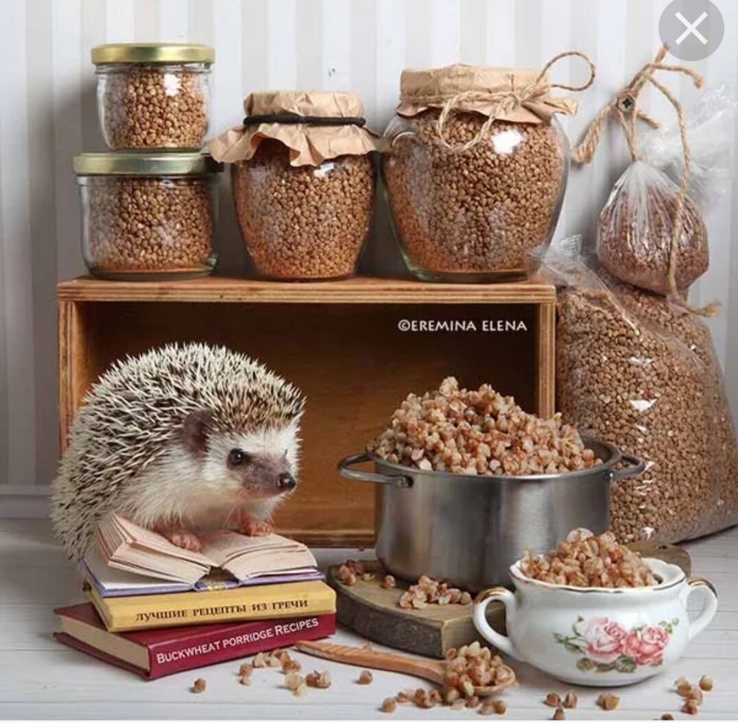 Ёжики Елены Ерёминой 2021