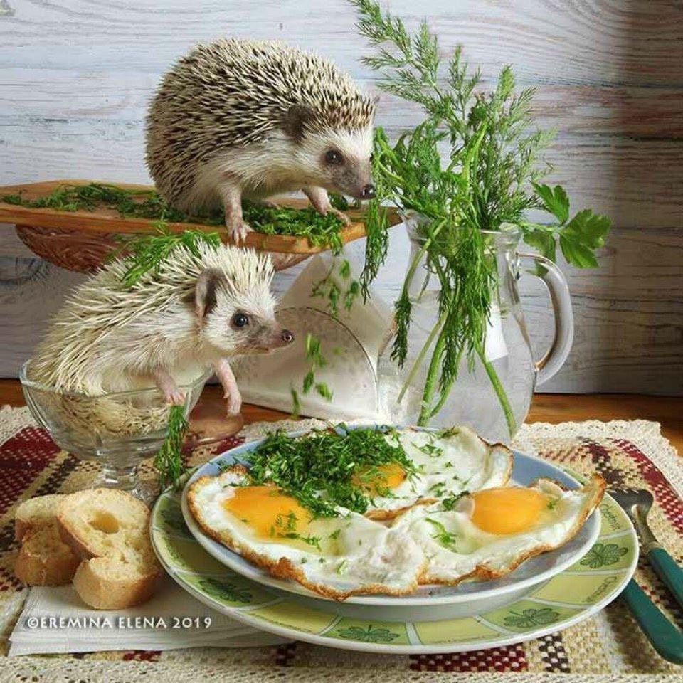 Елена Еремина ежики 2018