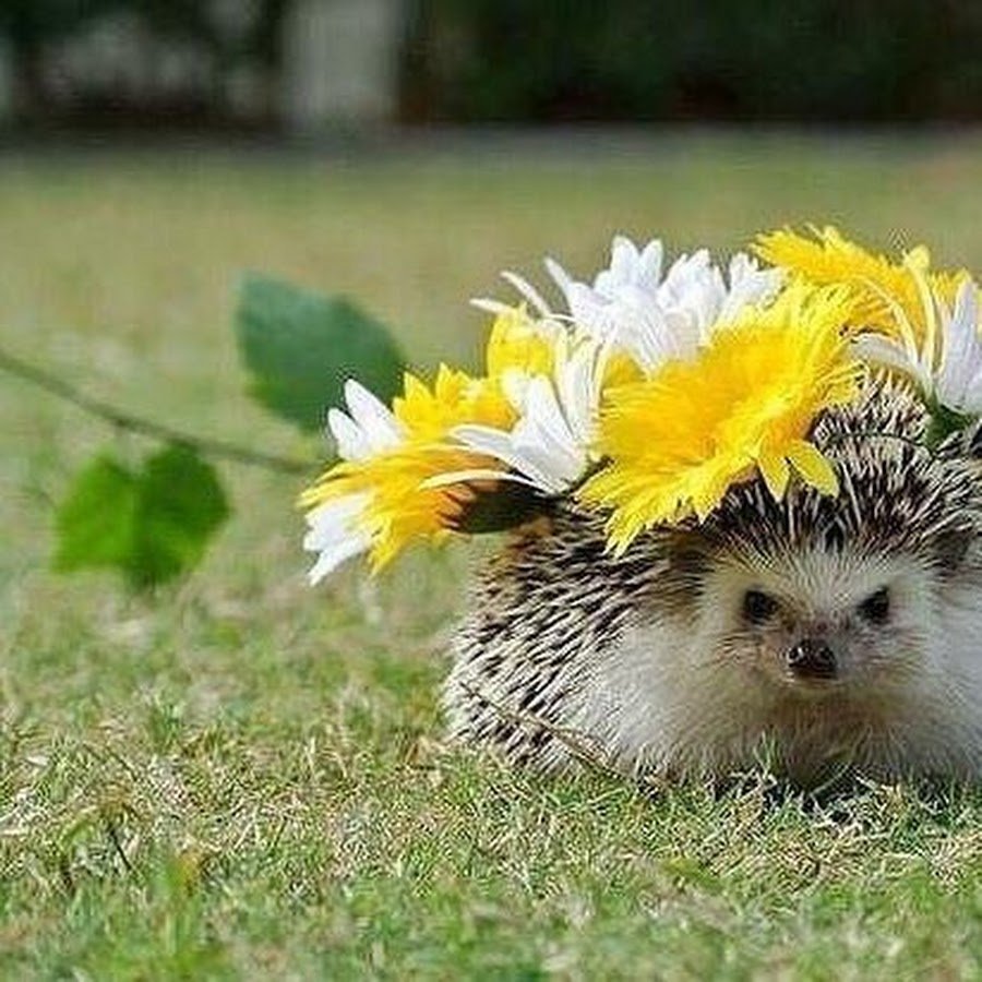 Ежик с цветами