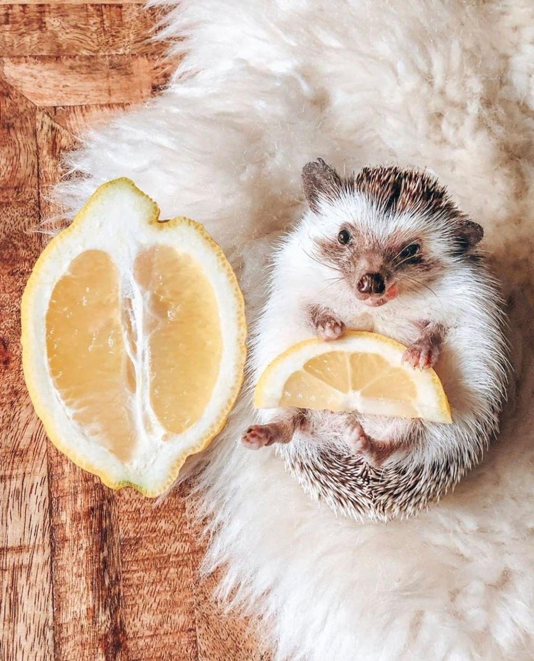 Доброе утро Ёжики смешные