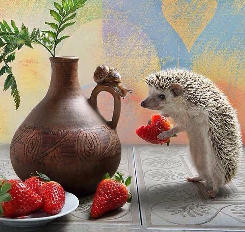 Еремина Елена Тайная жизнь ежиков