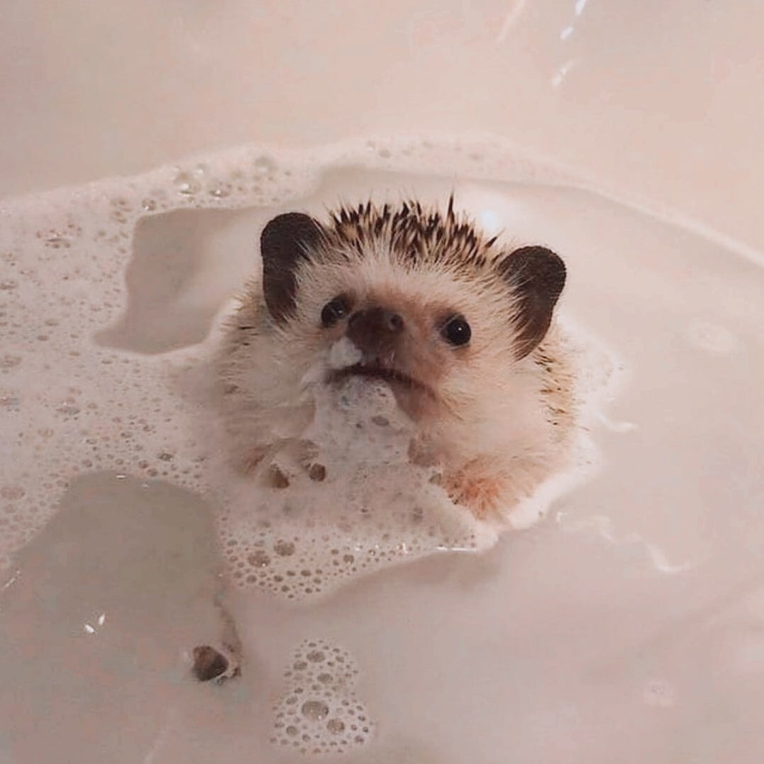 Ежик купается