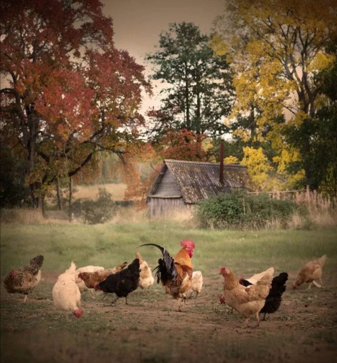 Утро в деревне