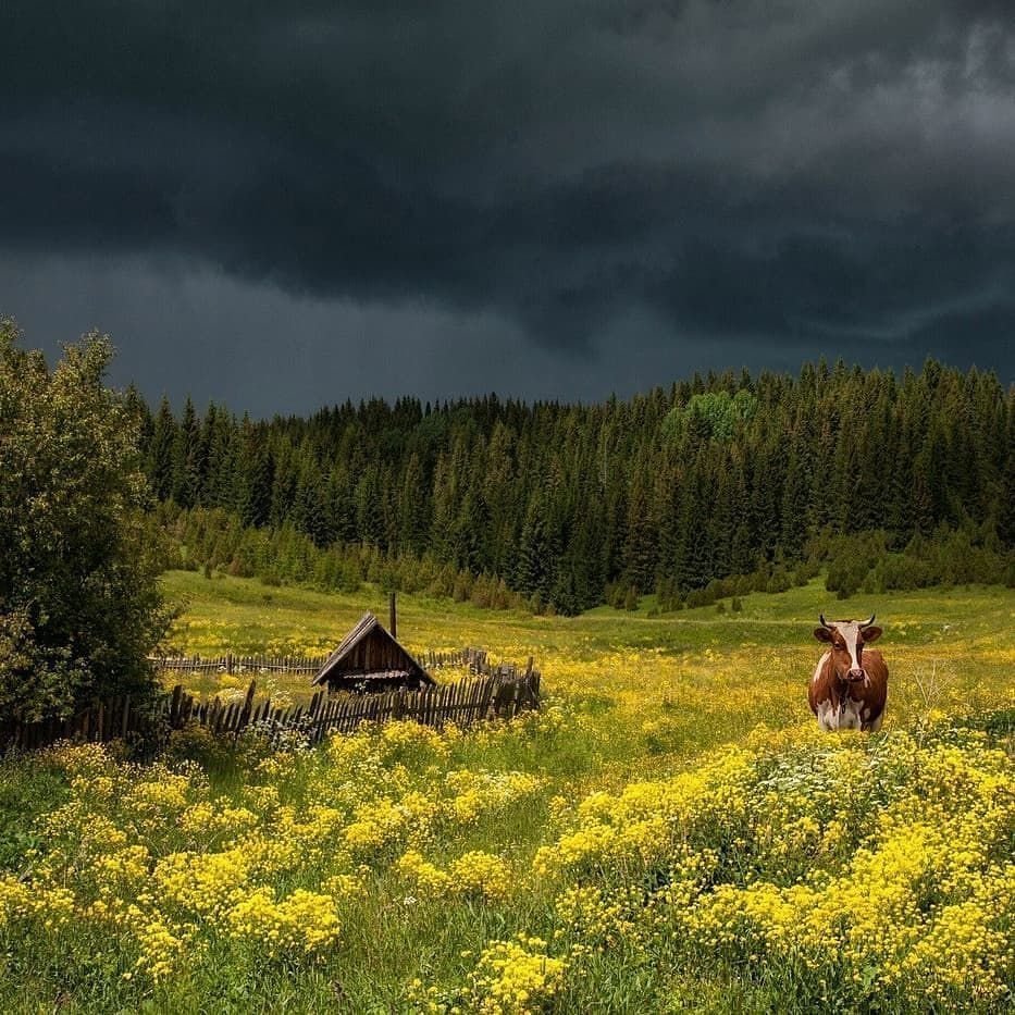Деревенский пейзаж