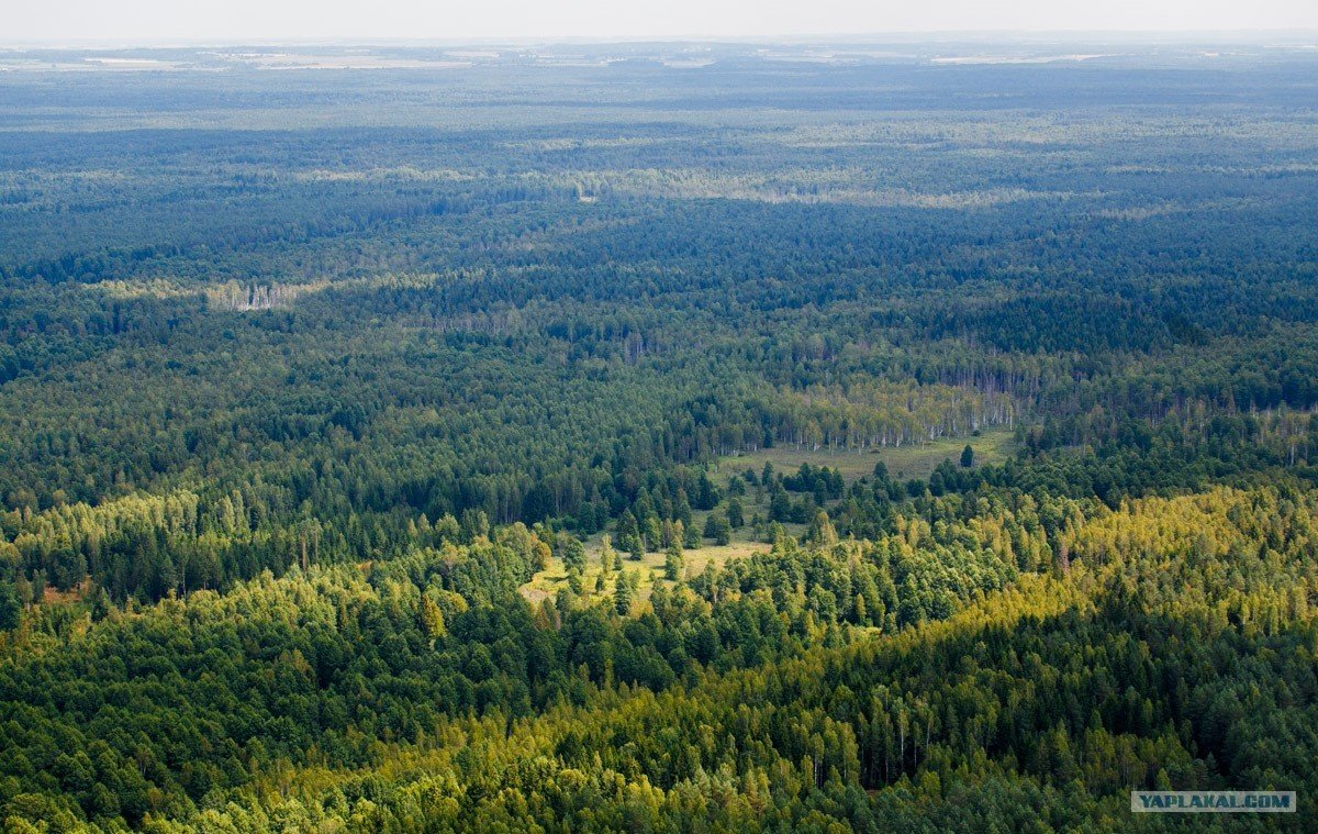 Лес верхушки деревьев