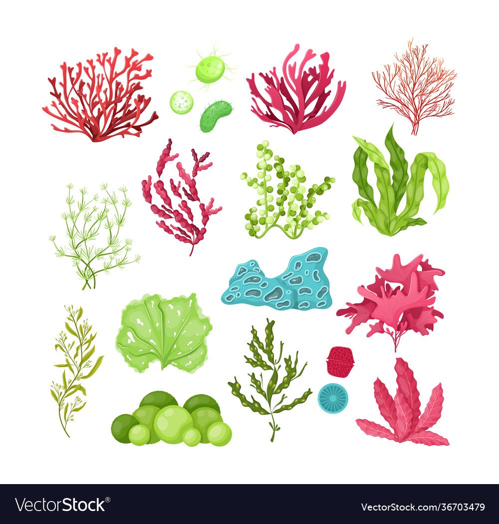 Водоросли стилизация