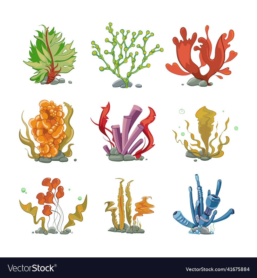 Зарисовать ламинарию