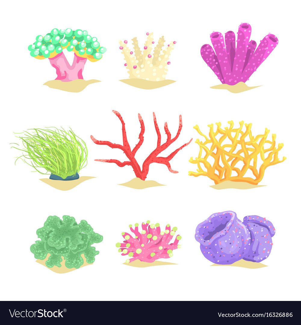 Рисунки водорослей с названиями