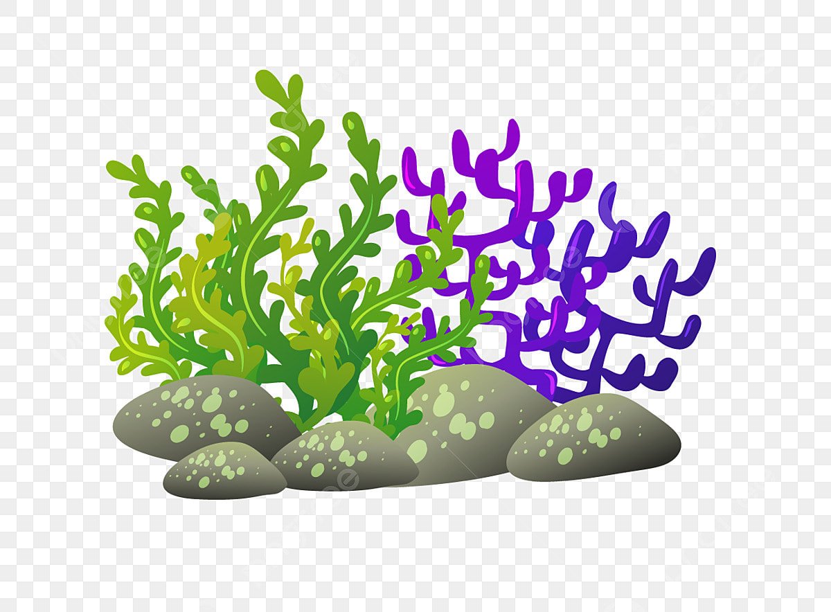 Водоросли пэинт