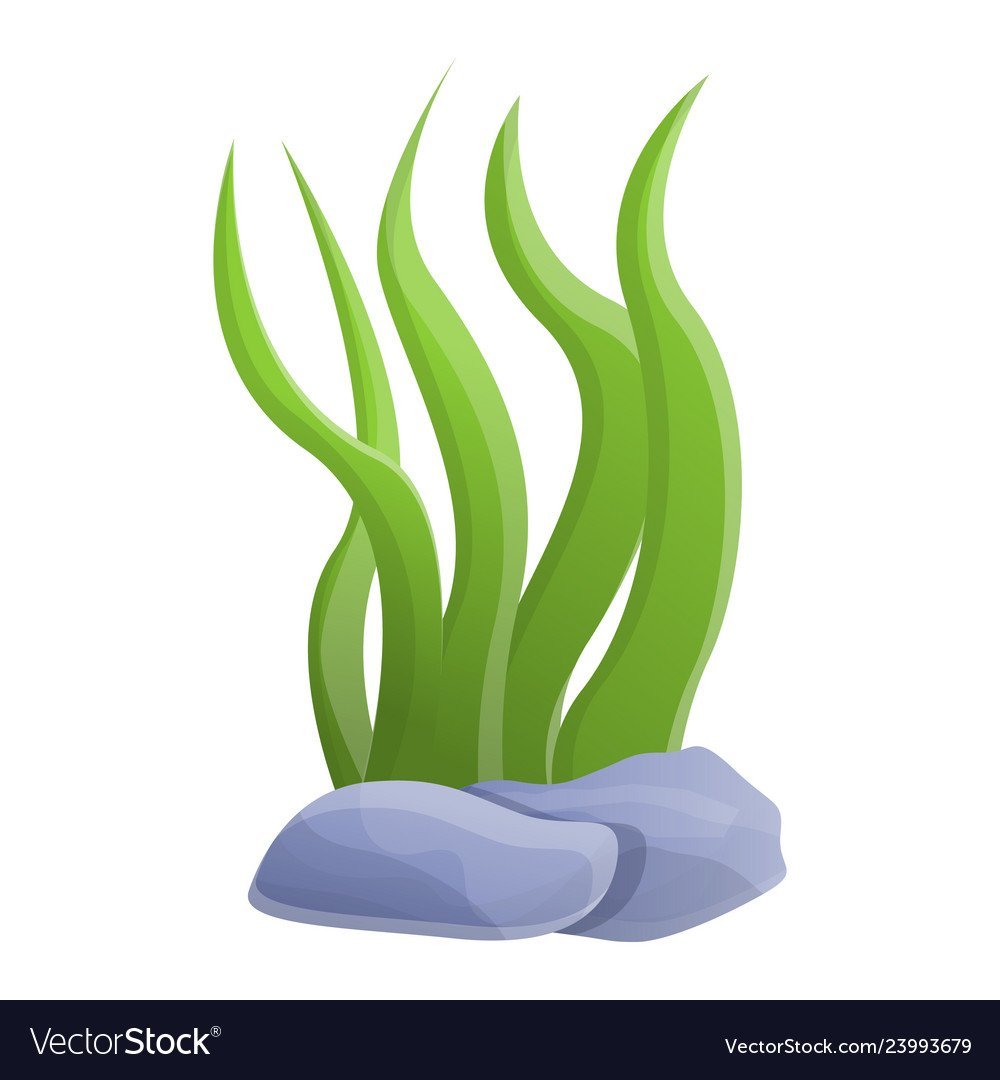 Водоросли для аппликации