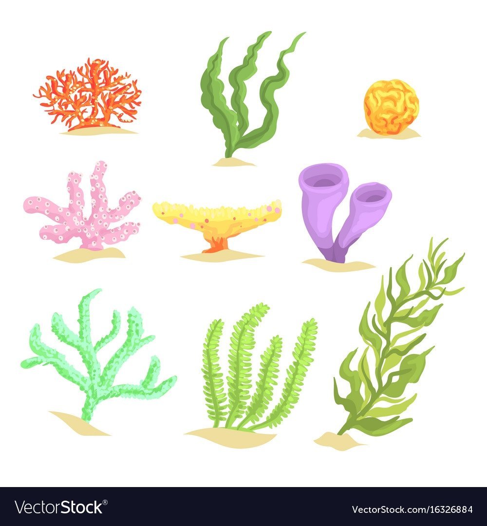 Морские водоросли вафельная картинка