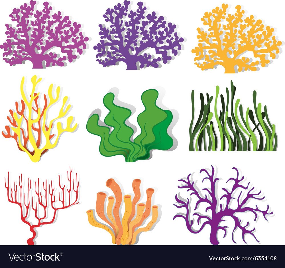 Морские растения для детей