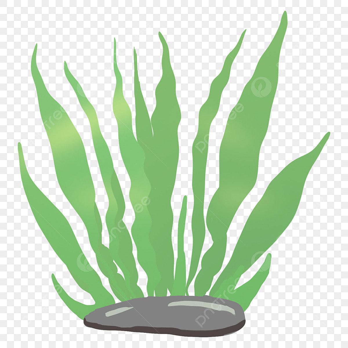 Морские растения рисунки